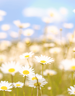 CCF-News-Spring Moments